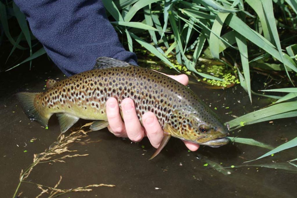 A fine Wensum brownie