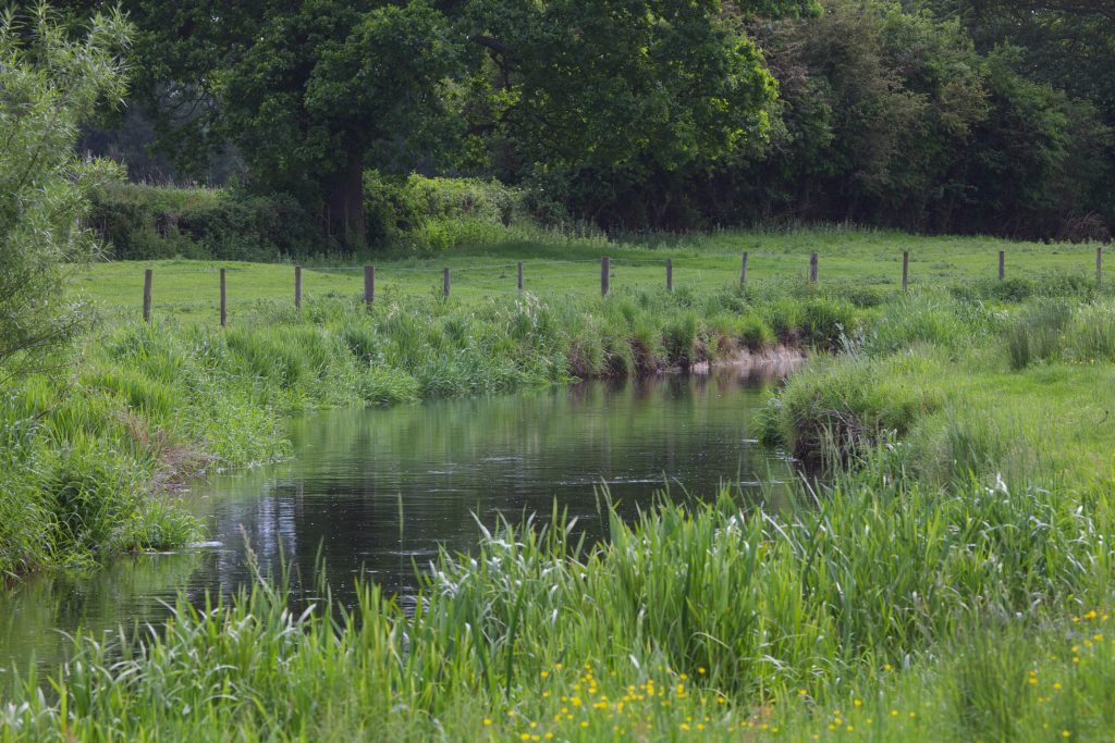 Fly fishing one Norfolk's finest chalk stream, the River Wensum