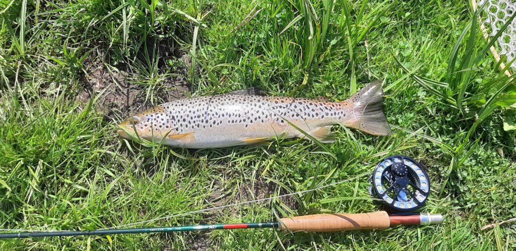 The trout shown here is a fine specimen of a Wensum wild trout. Note the lighter colour and full fins.