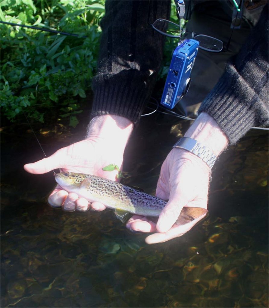 A young wild trout