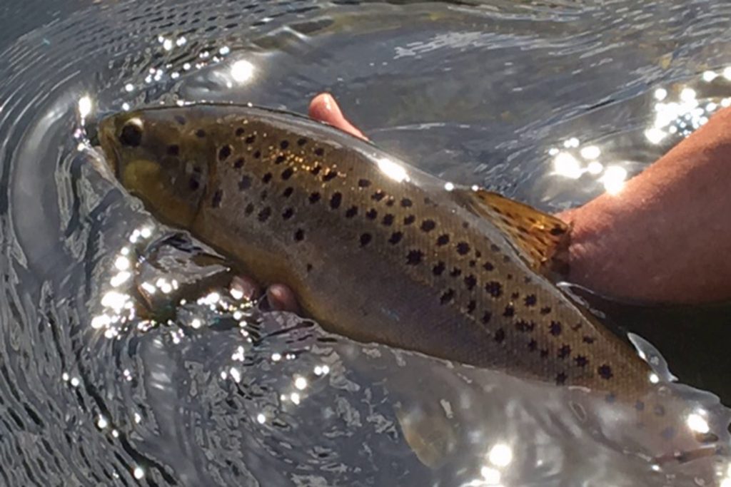 Another fine 3lb wild fish