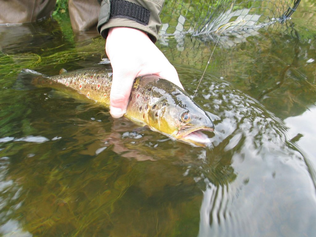 Wild Wensum brown trout