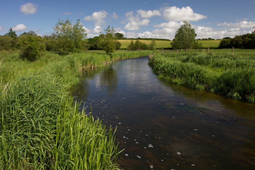 The River Wensum in early summer